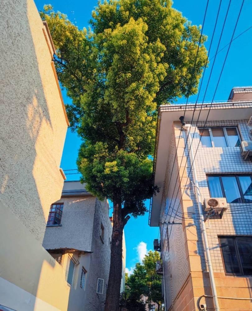 上海复兴中路1321弄小区二手房房源图片