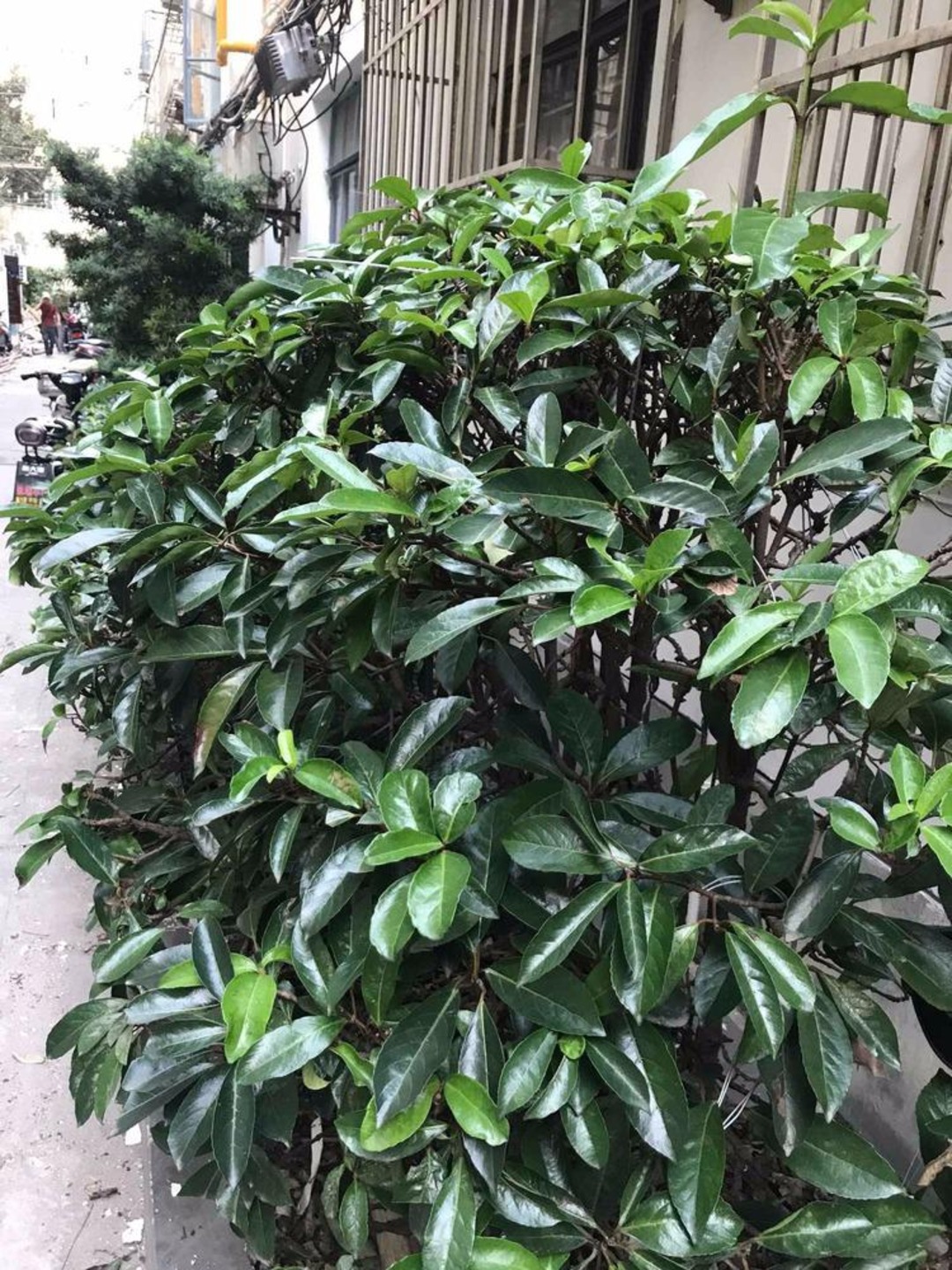 上海武定坊二手房房源图片