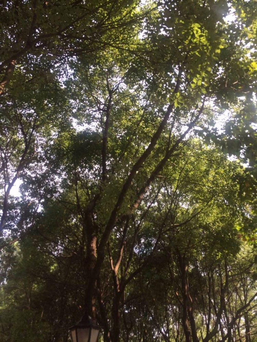 上海碧云花园(一期)二手房房源图片