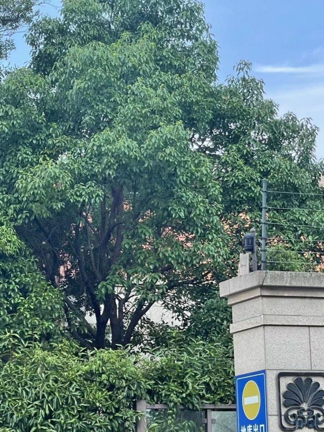 上海誉品原墅二手房房源图片