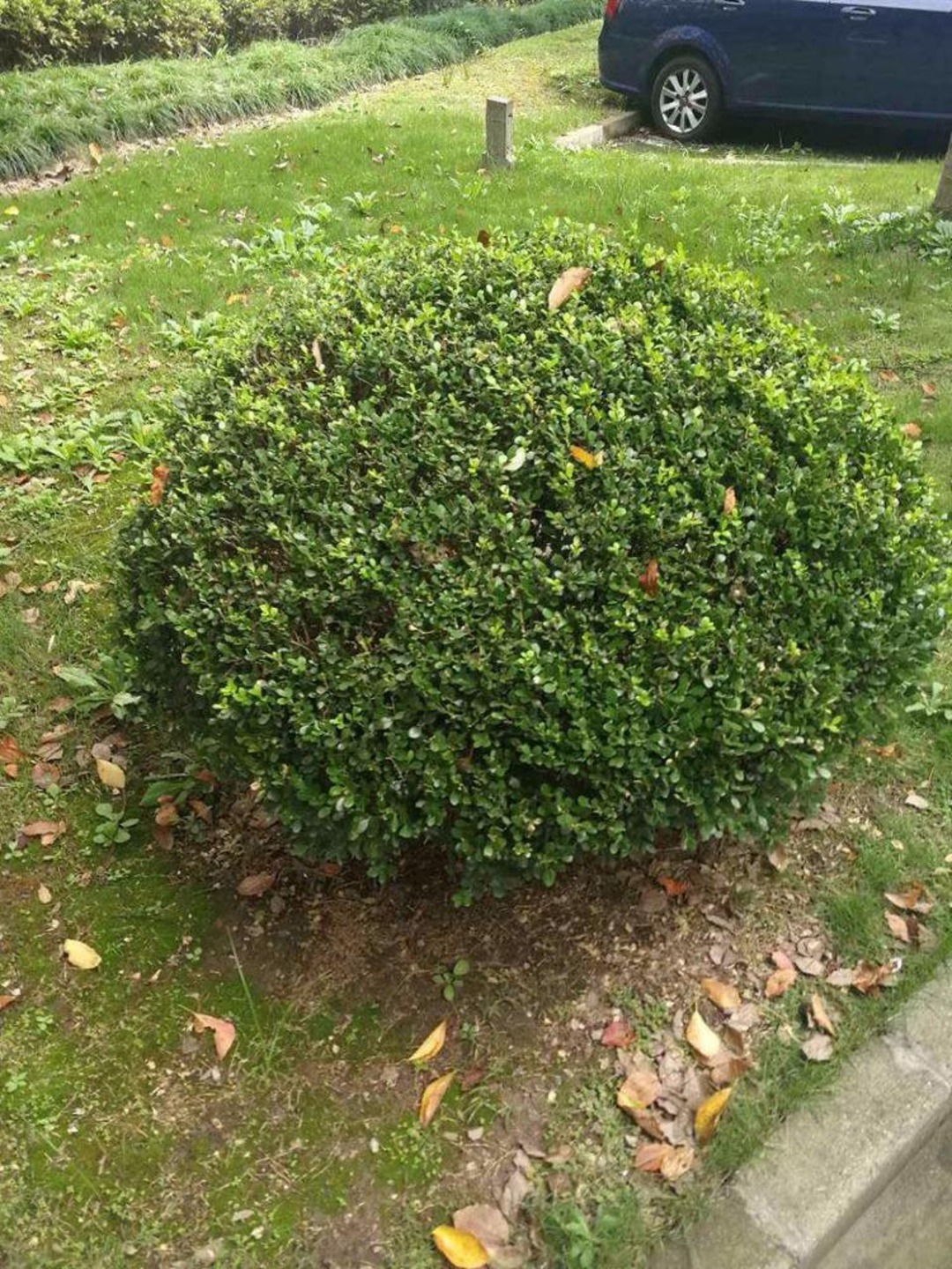 上海上海捷克住宅小区(公寓住宅)二手房房源图片