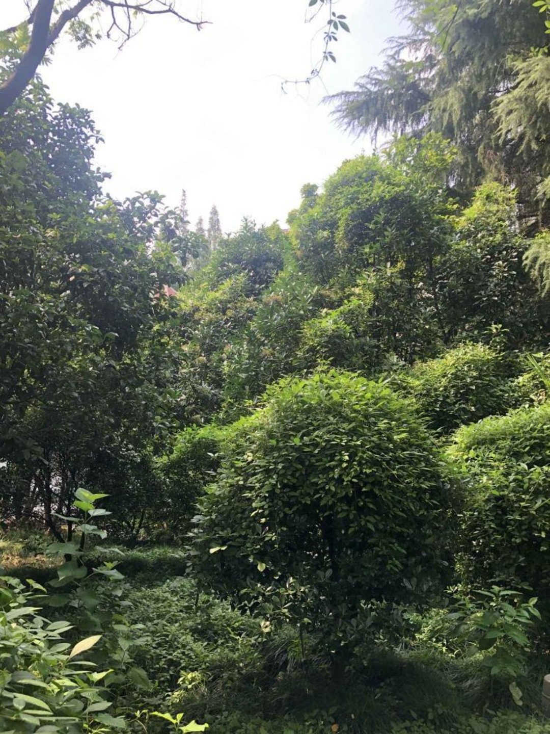 上海福禄村二手房房源图片