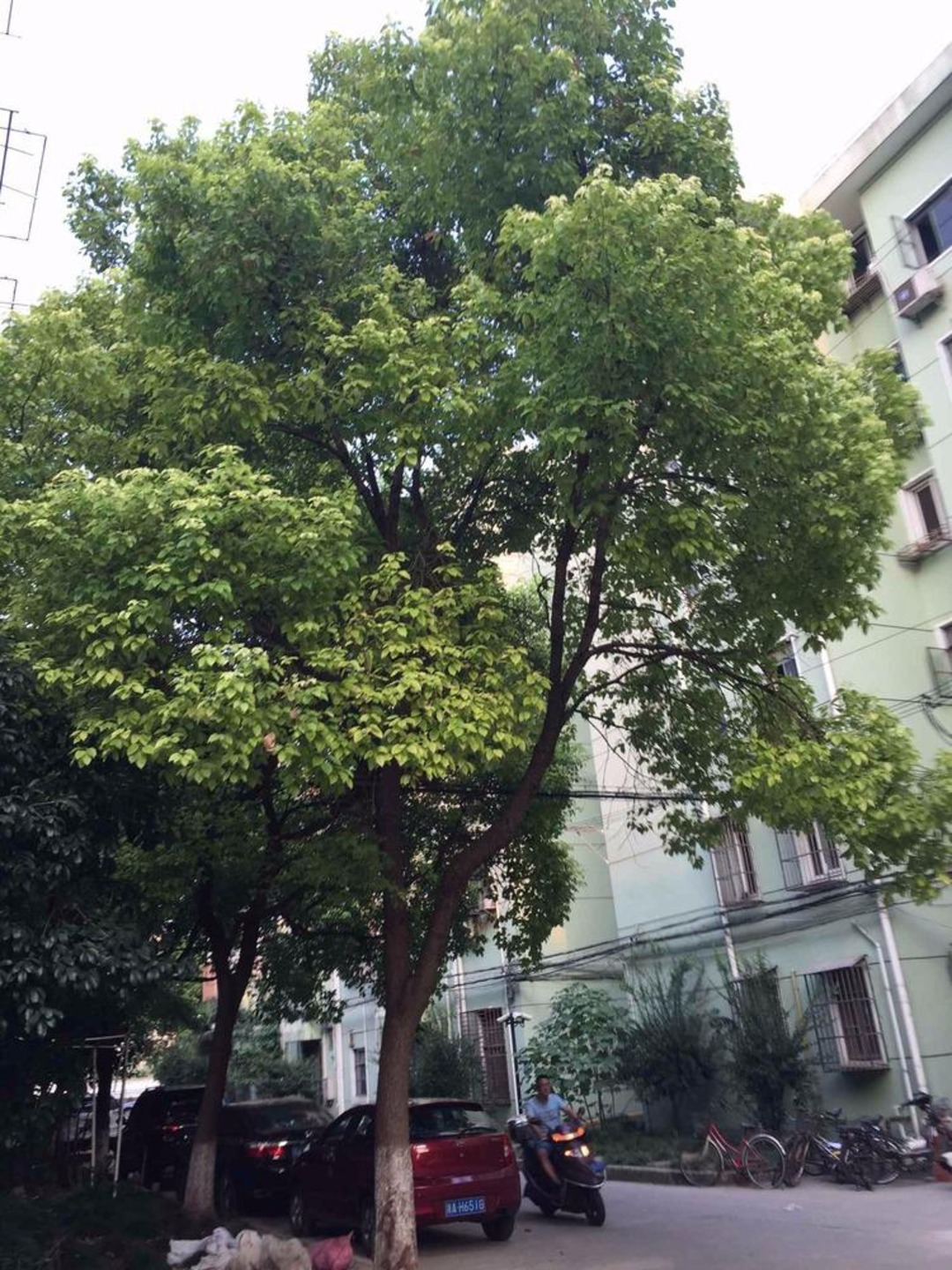 上海逸仙路1321弄3支弄小区二手房房源图片