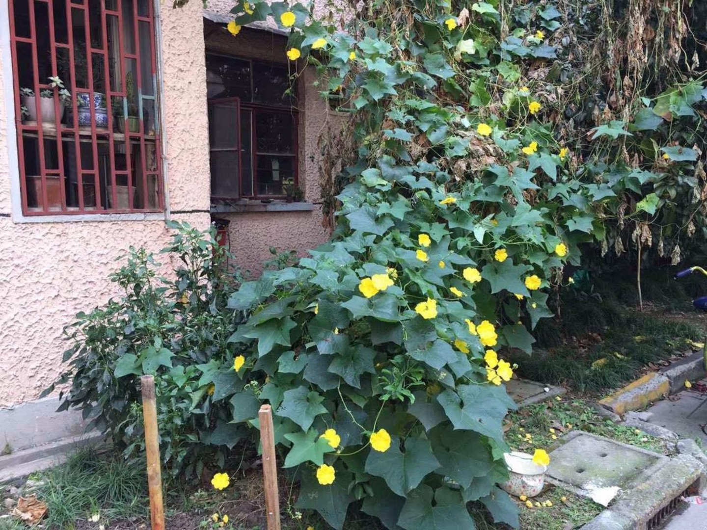 上海凯旋路106-138号小区二手房房源图片