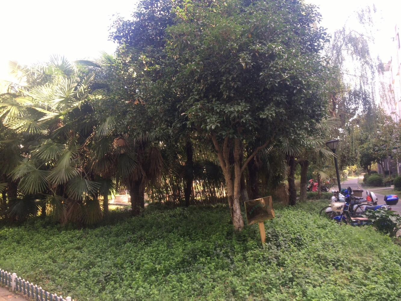 上海新城枫景二手房房源图片