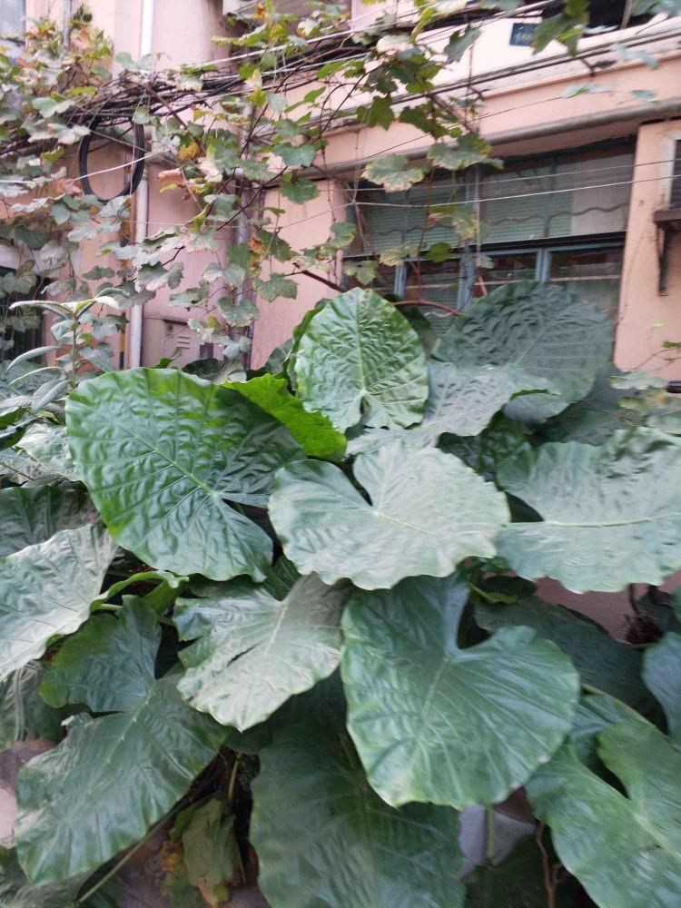 上海西一小区二手房房源图片