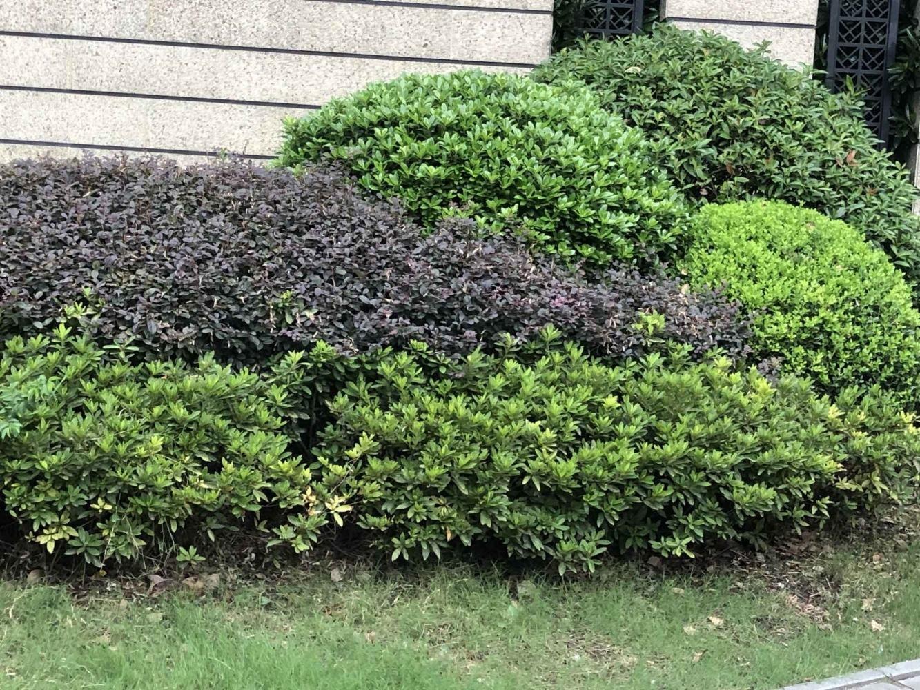 上海翡丽甲第二手房房源图片