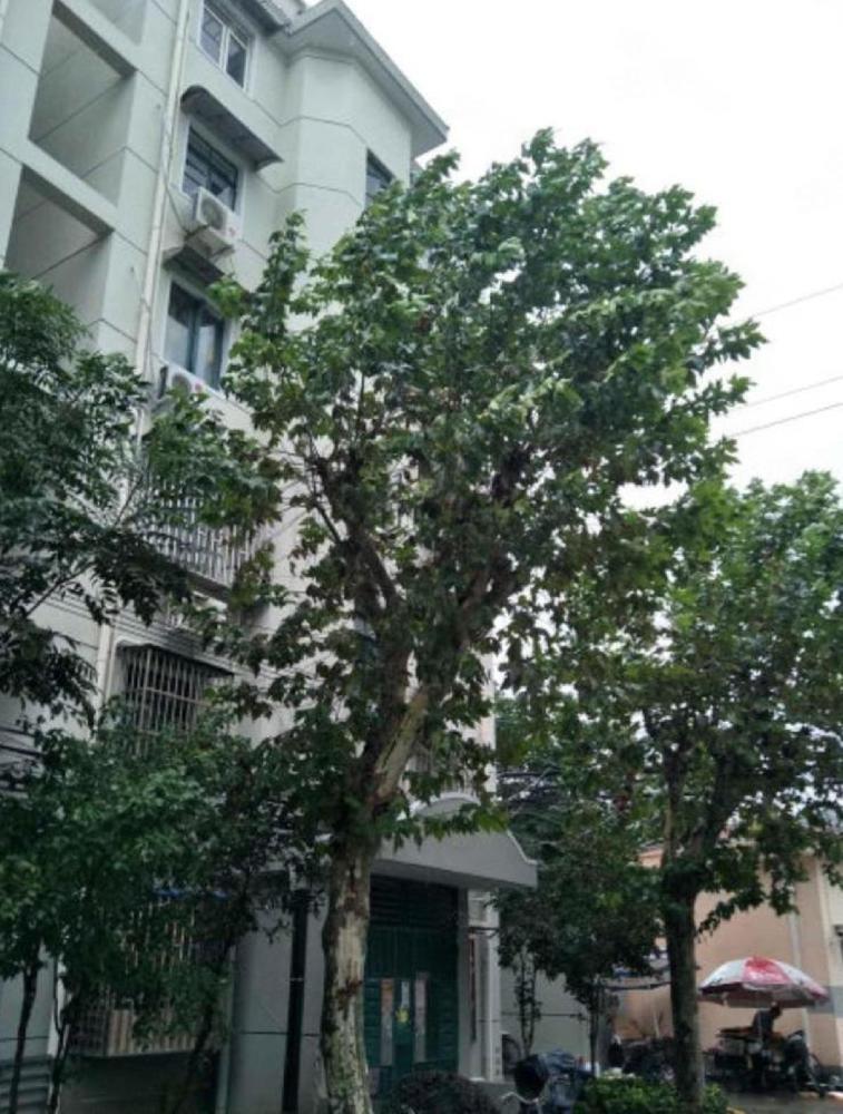 上海瑞虹新城天悦郡庭二手房房源图片