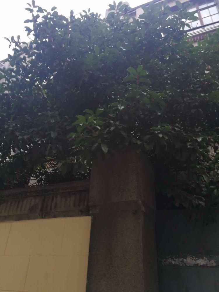 上海襄阳南路166弄小区二手房房源图片