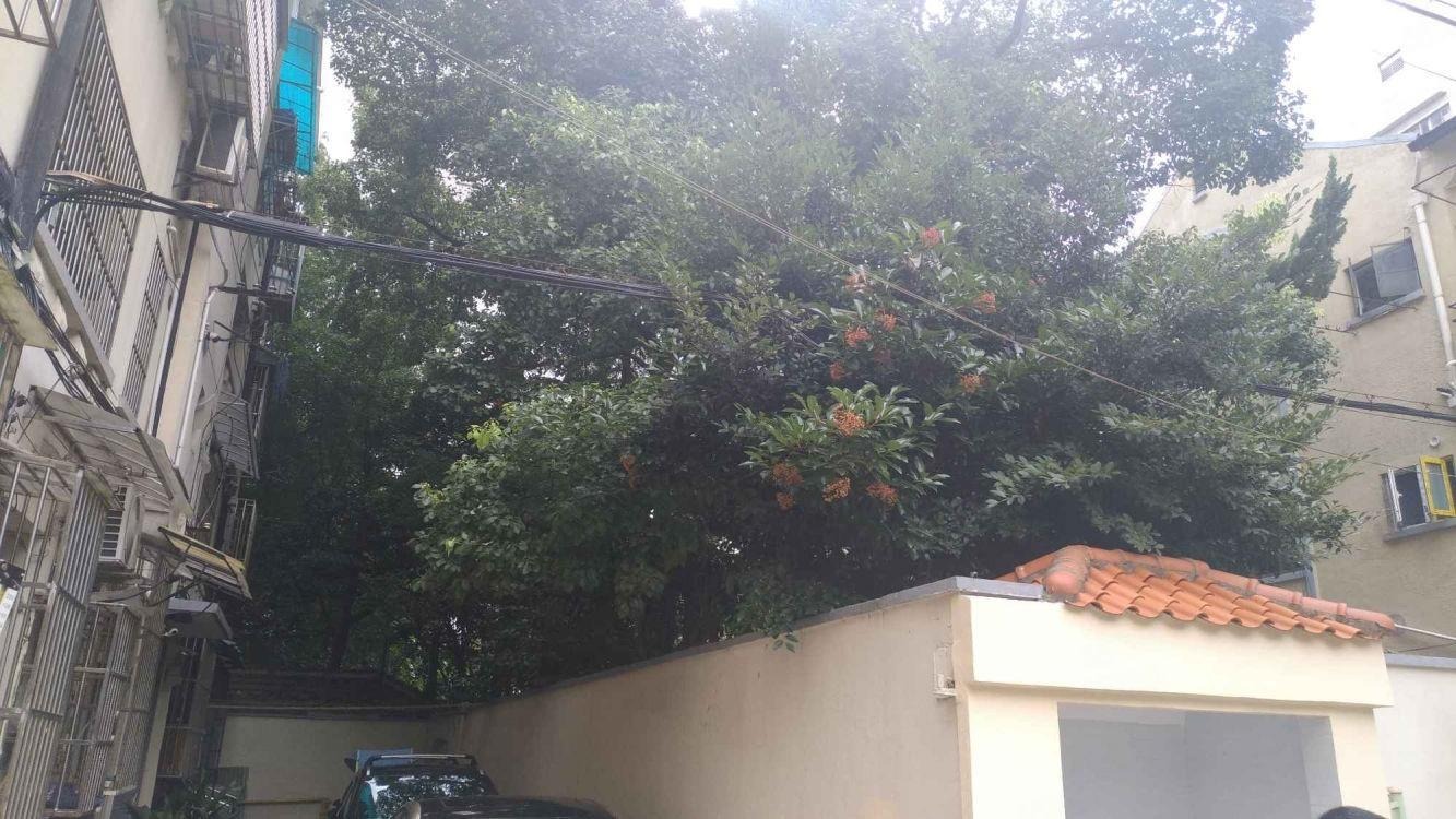 上海长乐路1131弄小区二手房房源图片