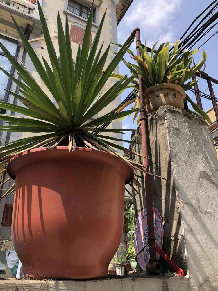 上海绍兴路36弄小区二手房房源图片